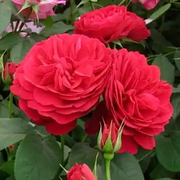 Rosa Leonard Dudley Braithwaite - roșu - trandafir englezesti
